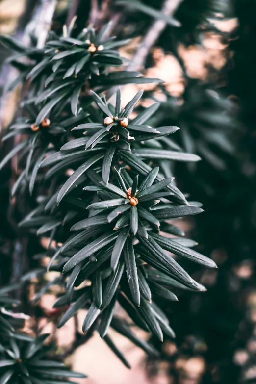 close up of leaves and twigs on a tree