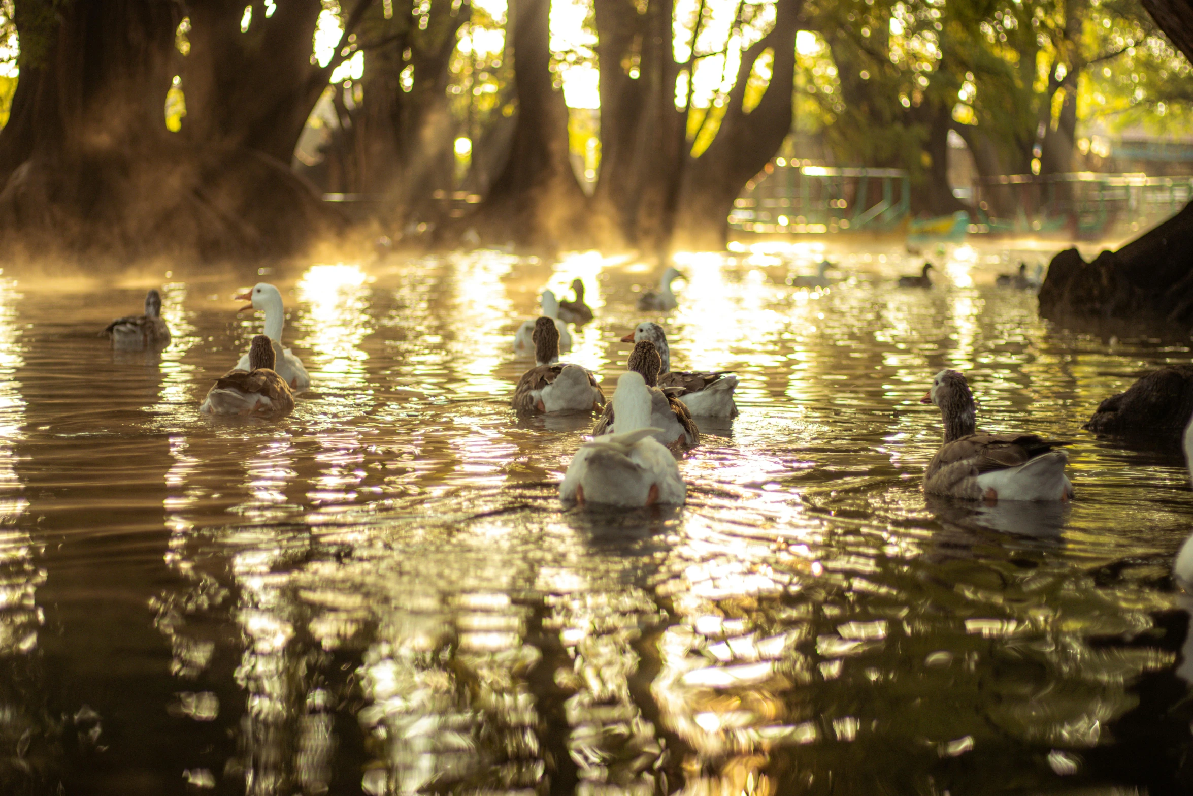 the geese are swimming in the water next to the trees