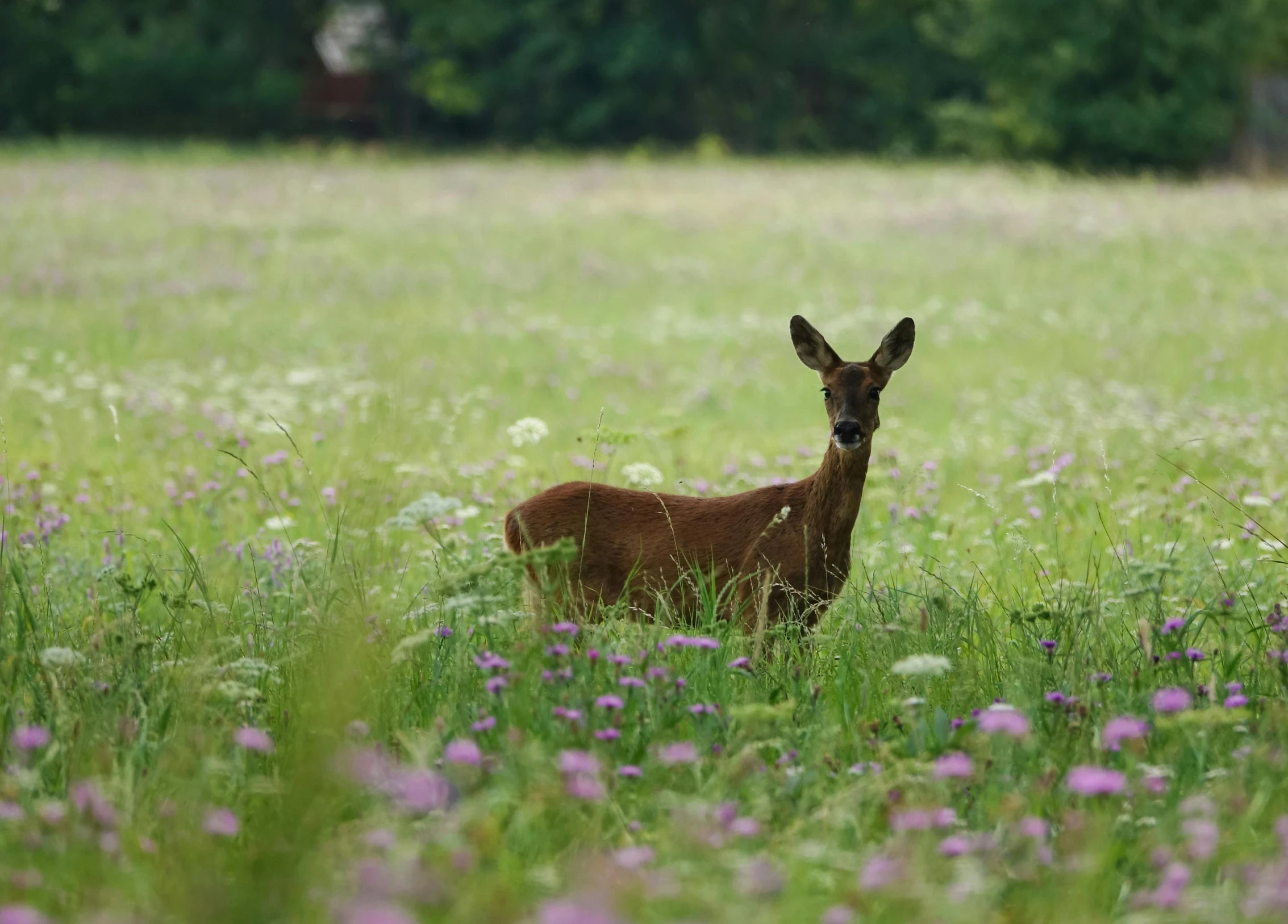 a small deer is sitting in the grass