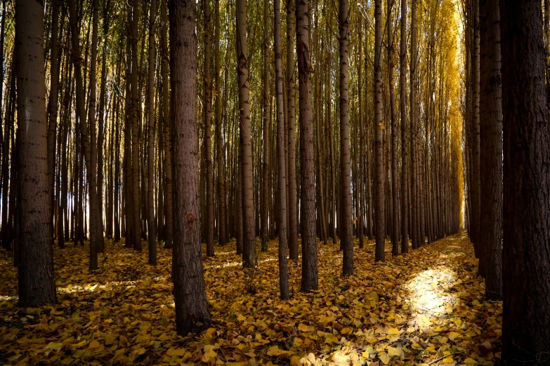 a forest with lots of trees and leaves