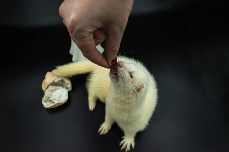 a yellow rat eats an object from a person's hand