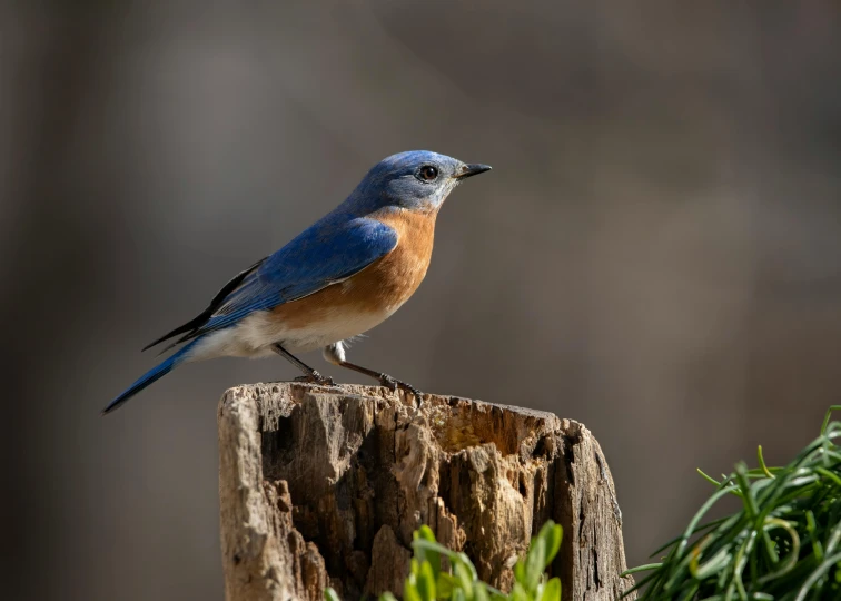 a blue bird sitting on top of a wooden stump