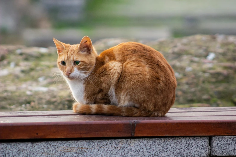 a cat sitting on top of a wooden bench