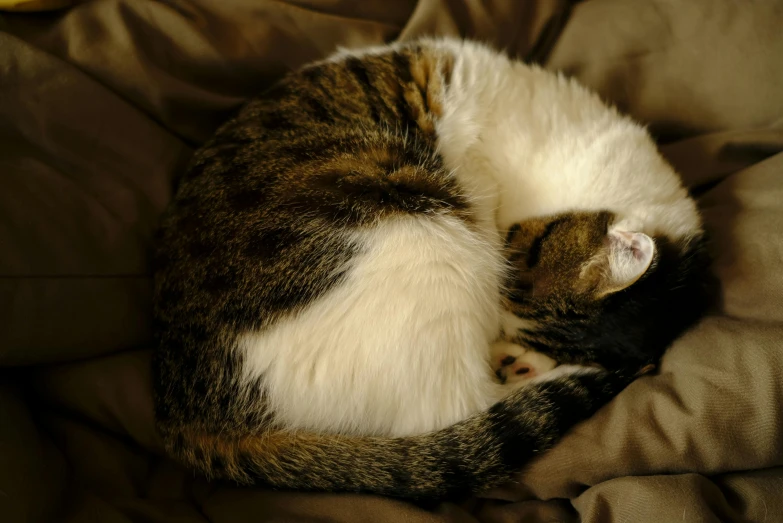 a brown, white and black cat sleeping on top of a bed