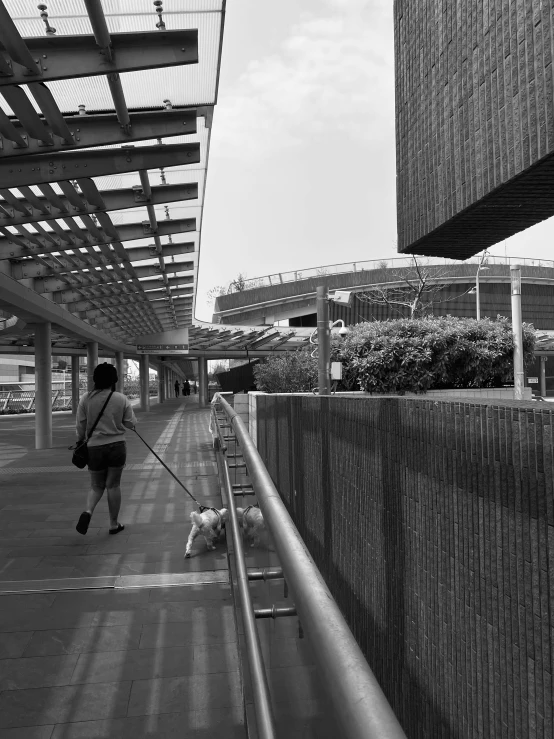 two people walking dogs on a leash along a walkway