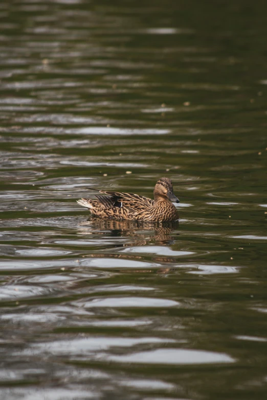 the bird is sitting in the water by himself