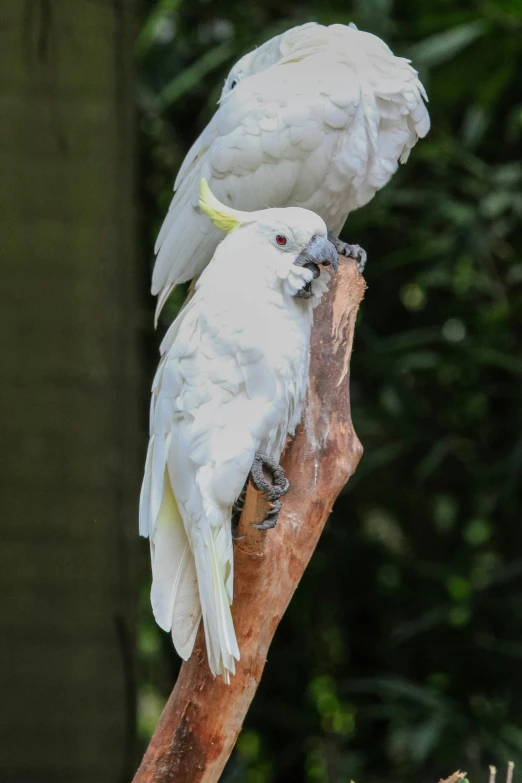 two white birds are perched on the edge of a tree nch