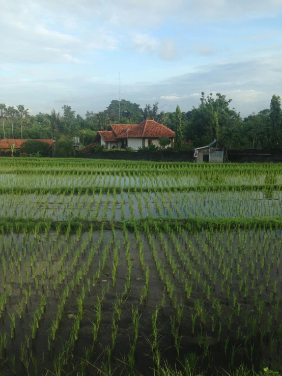 the field is very large and has some vegetation growing in it