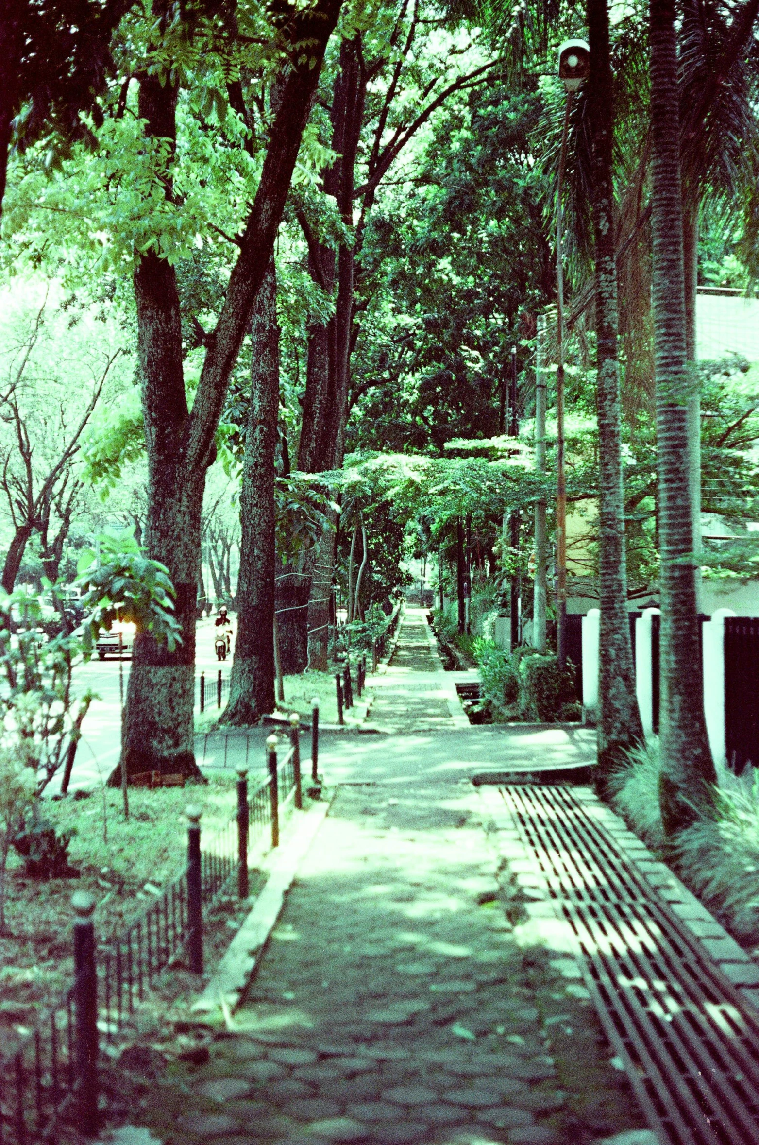 there are many trees on this street and benches