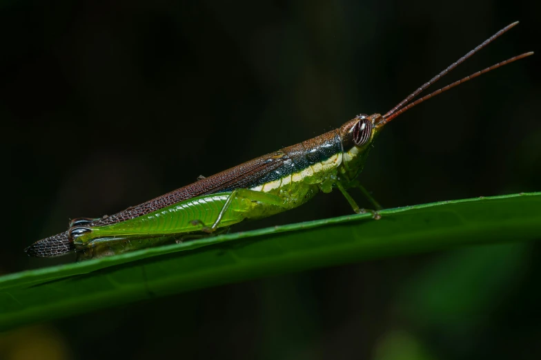 a very colorful bug sitting on top of a green leaf