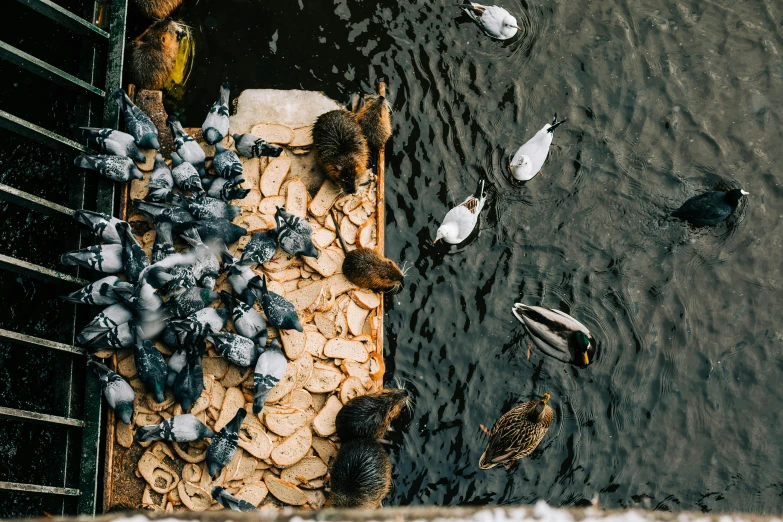 lots of birds near the water on a cement ledge