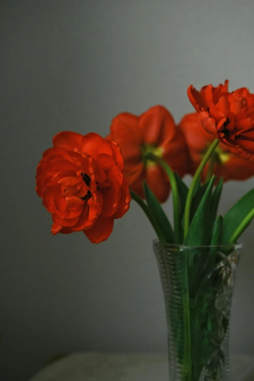 three red flowers in a vase on a table