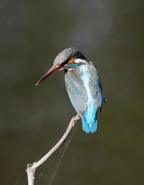 a bird is sitting on a stick outside