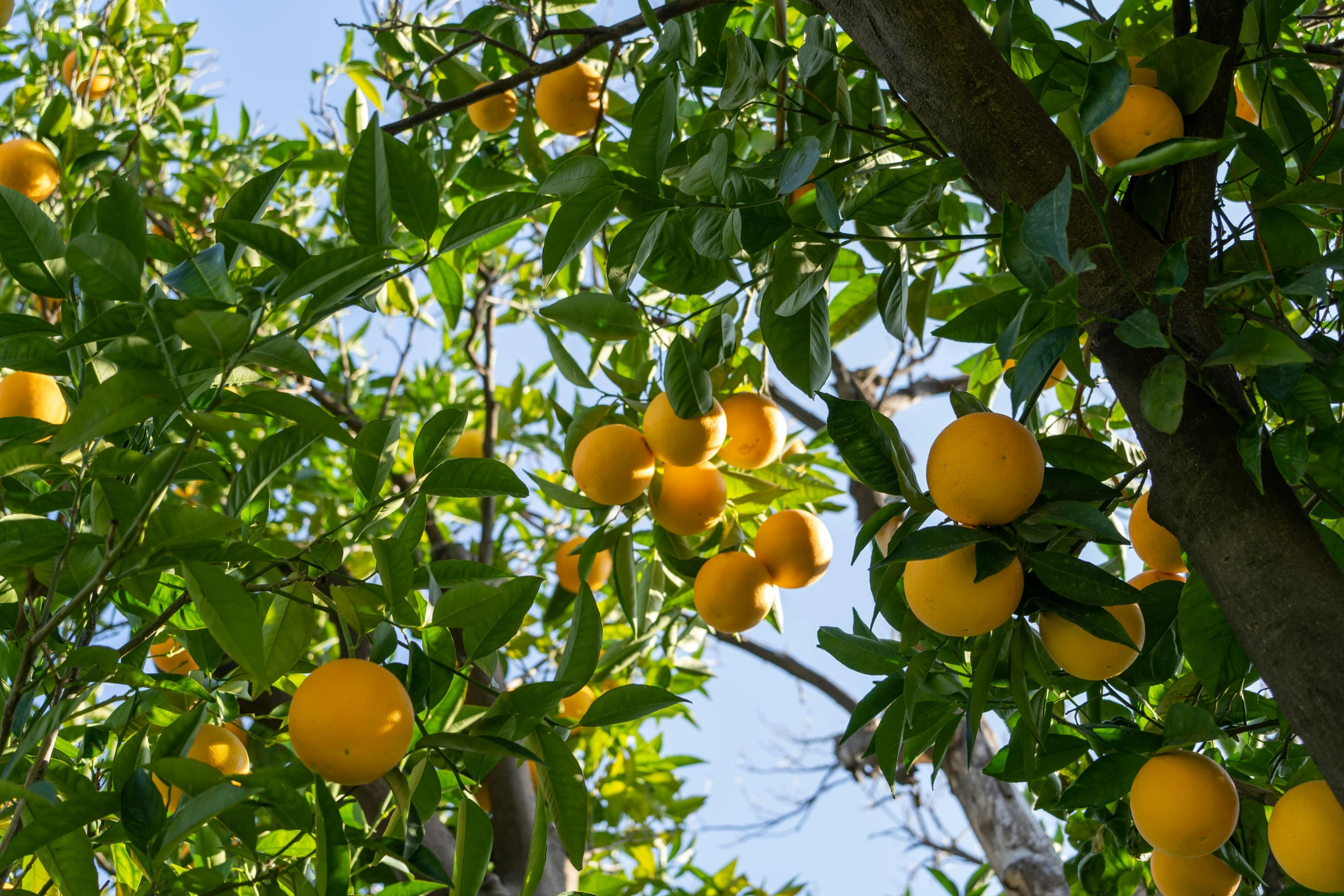 several oranges grow on a tree in an orchard