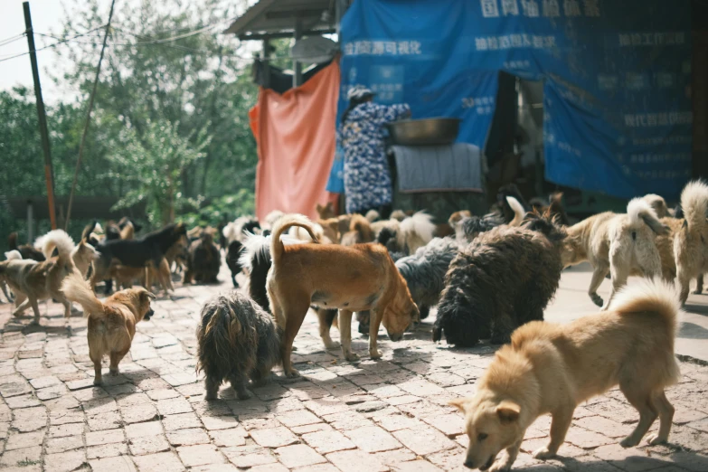 many dogs are standing on a brick pathway