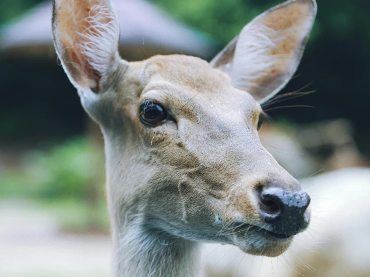 the face of a baby deer with long ears