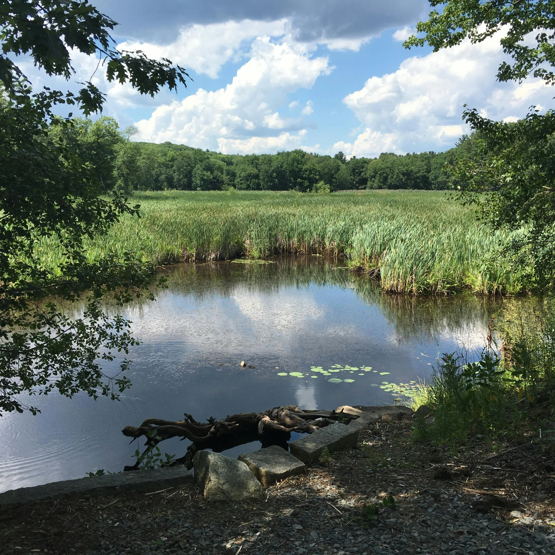 an artificial pond is in a green park