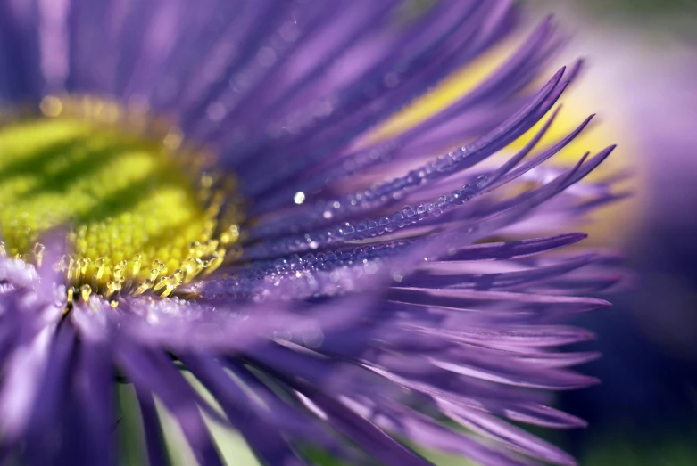 water droplets are on the petals of a purple flower