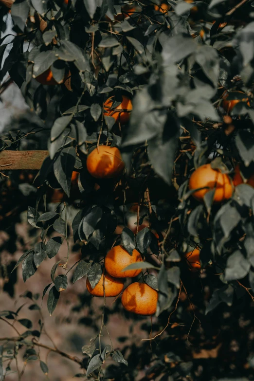 ripe oranges in the trees in the fall