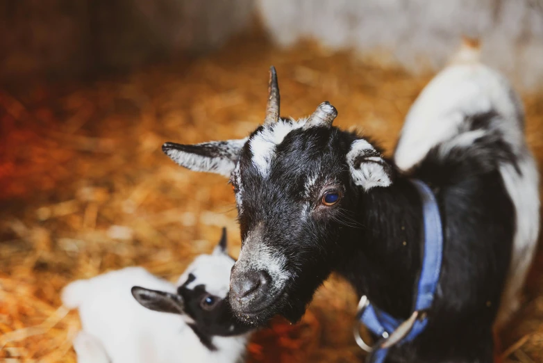 two little goats with dark skin, white and gray head and nose