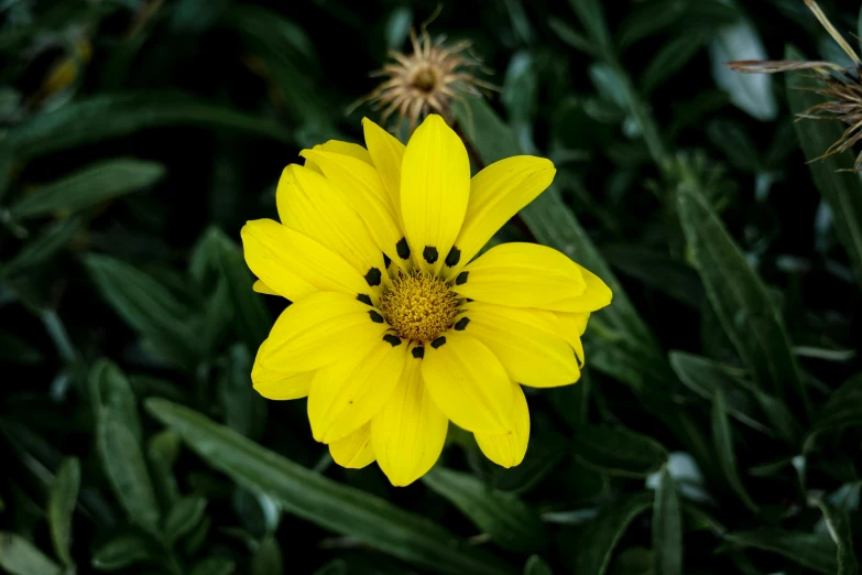 yellow flower with several petals growing on it