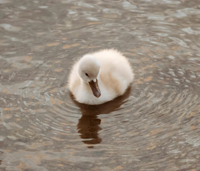 a baby white swan swimming in a pond