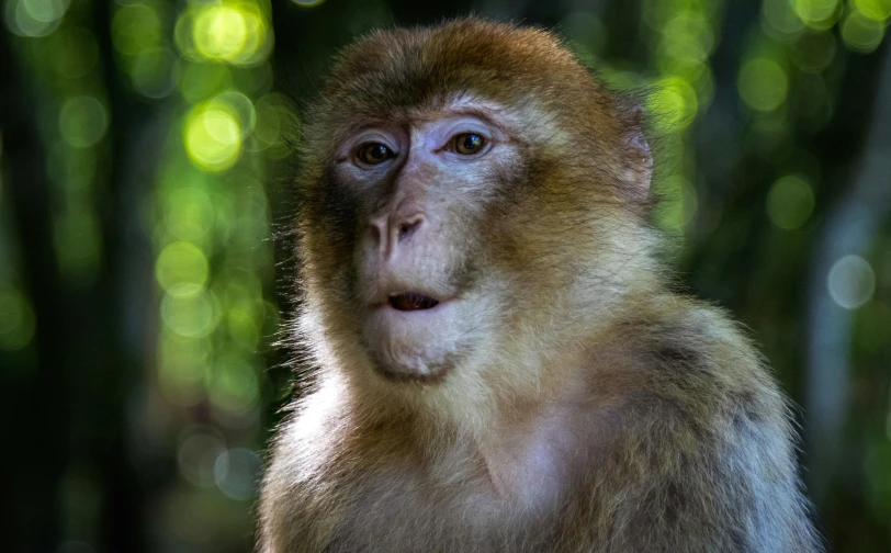 a monkey is looking at the camera in front of some trees