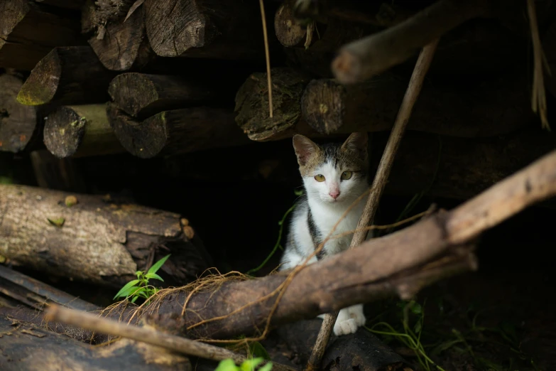 a cat in the woods looking around from underneath some logs