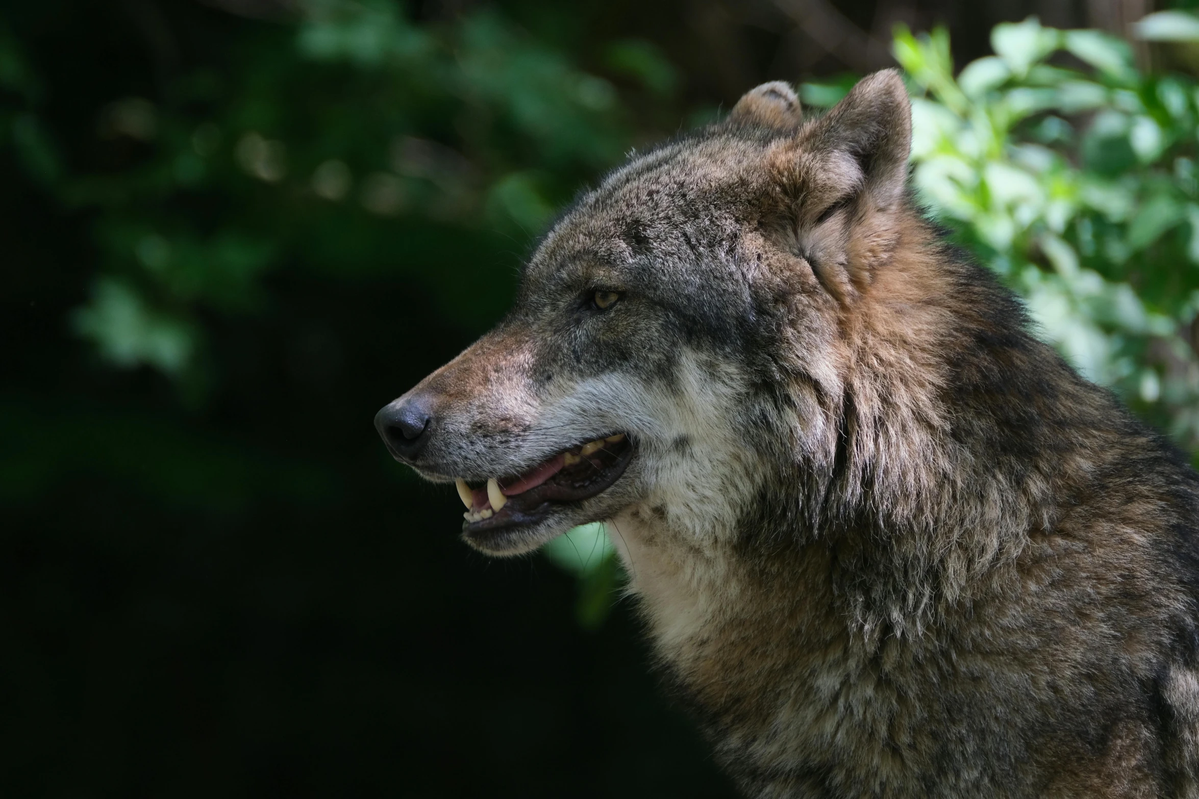 a close up view of a brown wolf on the tree nches