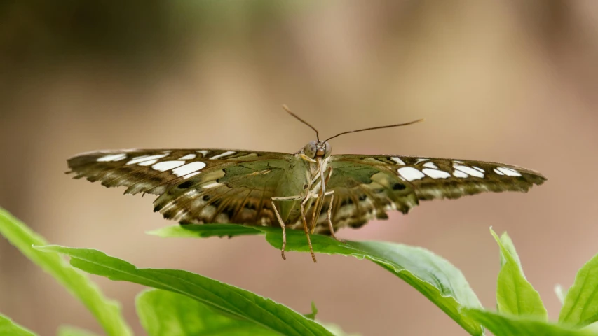a brown and white erfly standing on top of a green plant