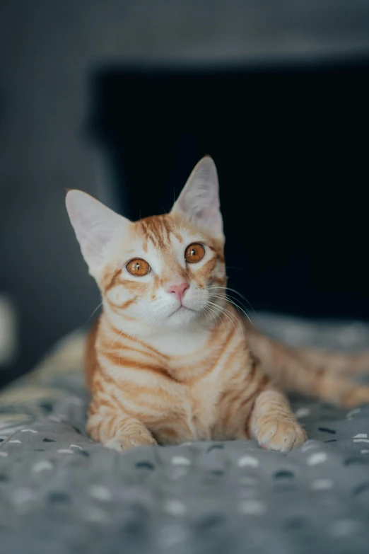 an orange tabby cat with large eyes laying down