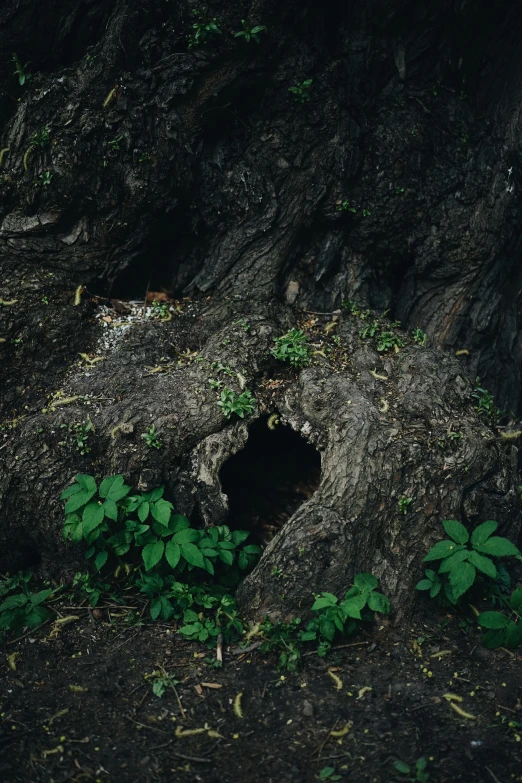 large tree trunk with an opening on top of it