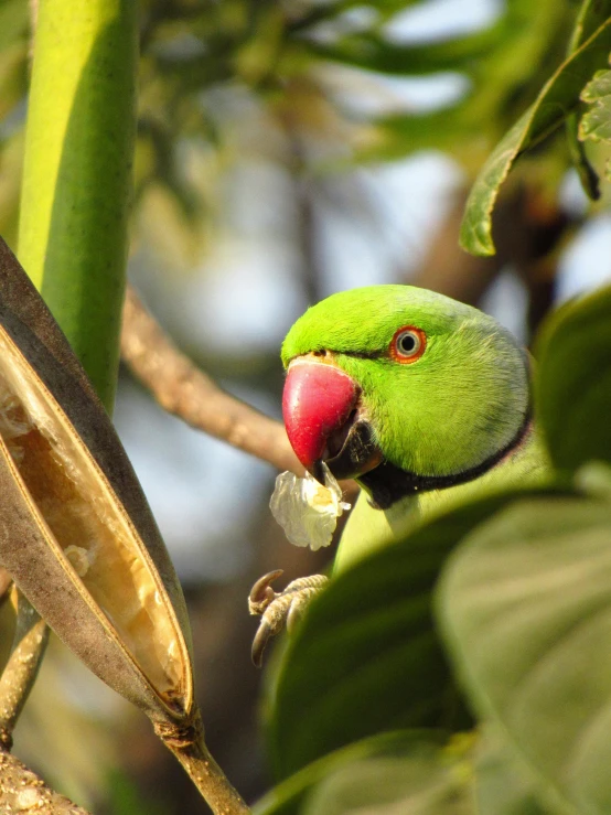 the parrot is green with red face and white beak