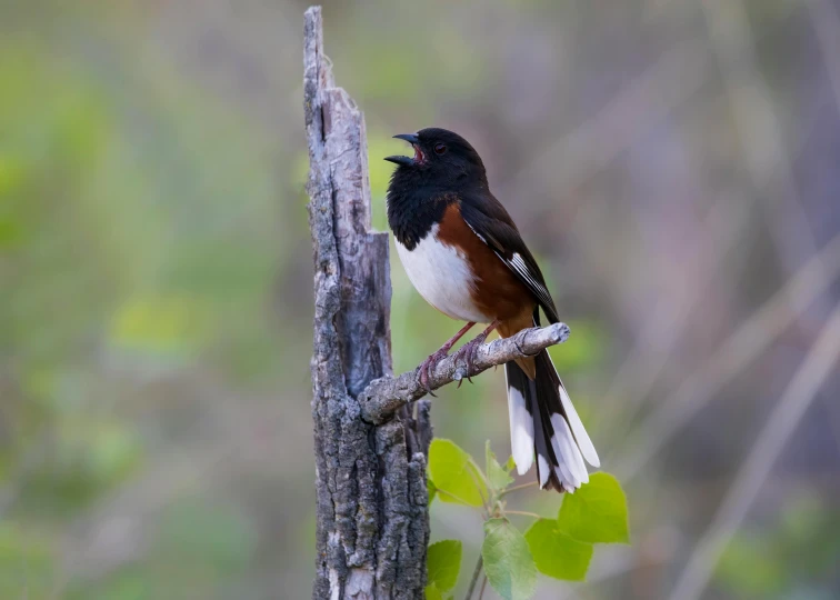 a brown and white bird perched on a nch