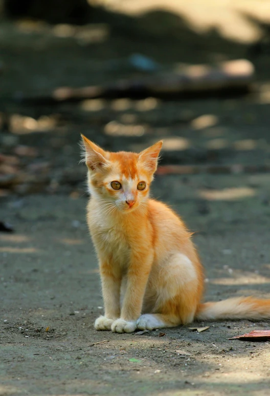 a cat sitting on top of the ground with his eyes open