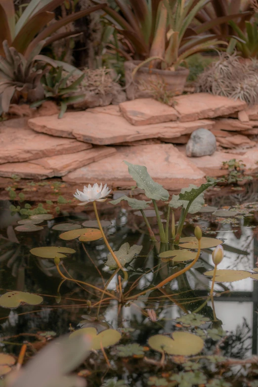 water plants on the edge of a lake