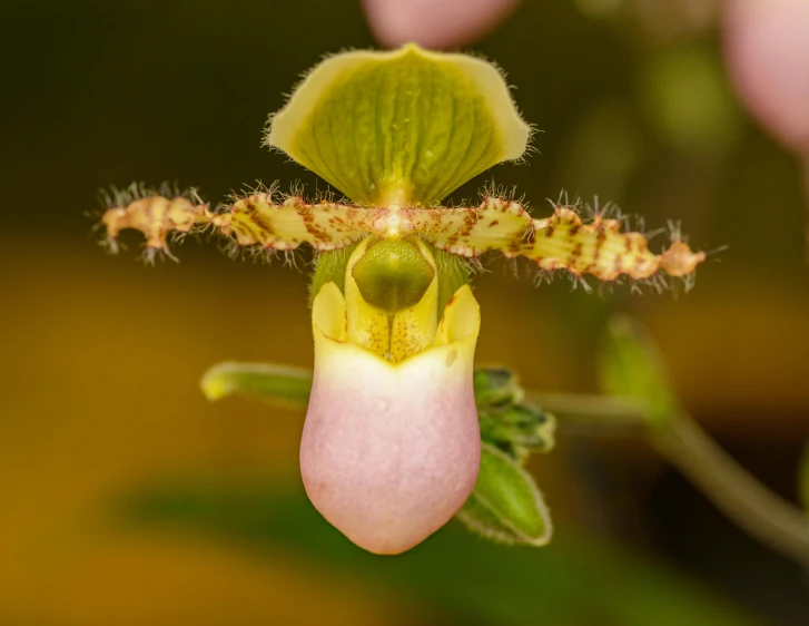 closeup s of the flower and its cocos