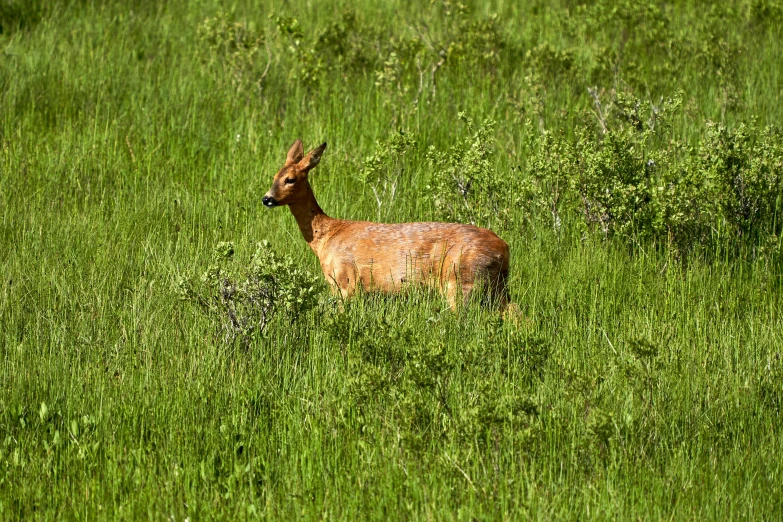 a deer stands in some tall grass near the ground