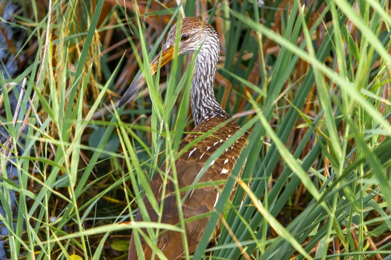 this is an image of a bird in the grass