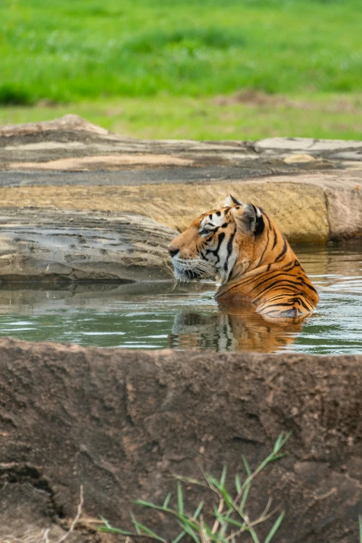 a tiger is submerged in water and in it's pen