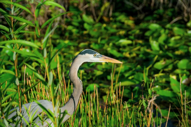 the grey bird is walking through tall grass