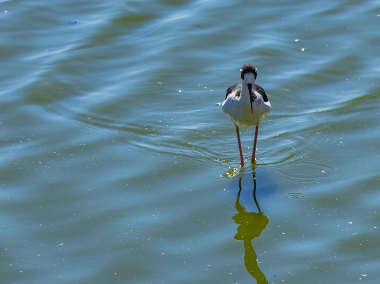 a bird is standing in water and looking for food