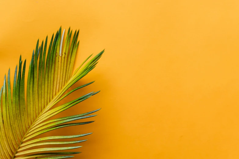 a single green palm tree is placed on an orange background