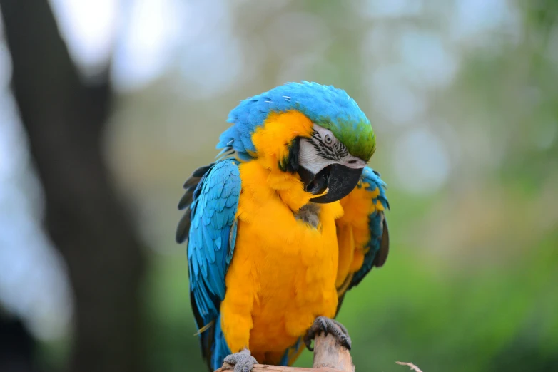 a blue and yellow bird standing on a tree limb