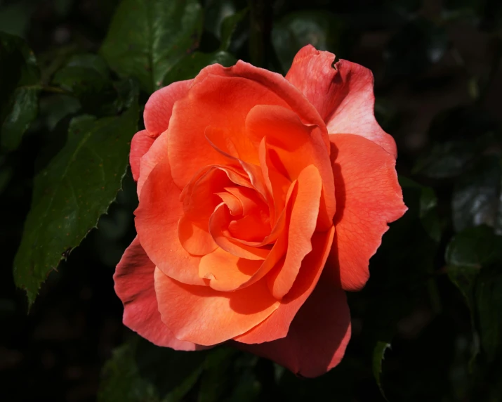 a bright orange rose blooming on the outside