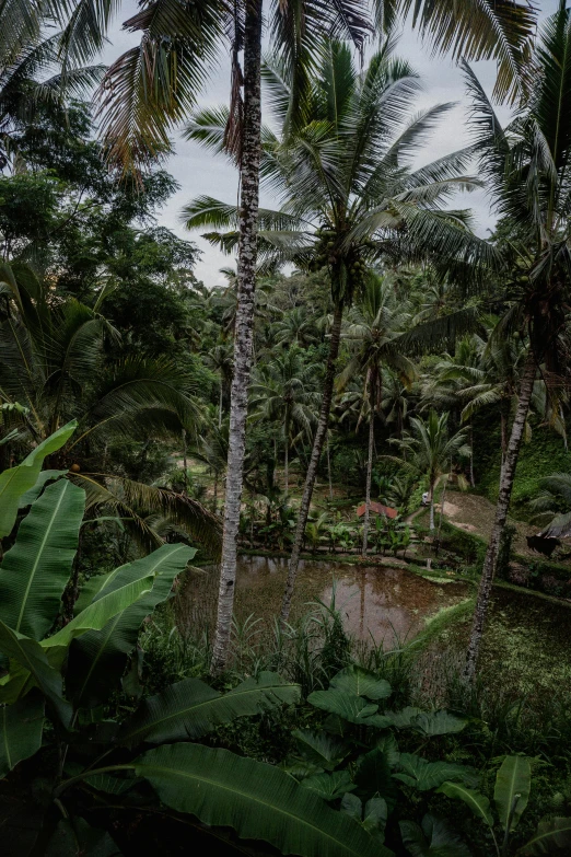 an overhanged tree filled forest next to an area with large palm trees