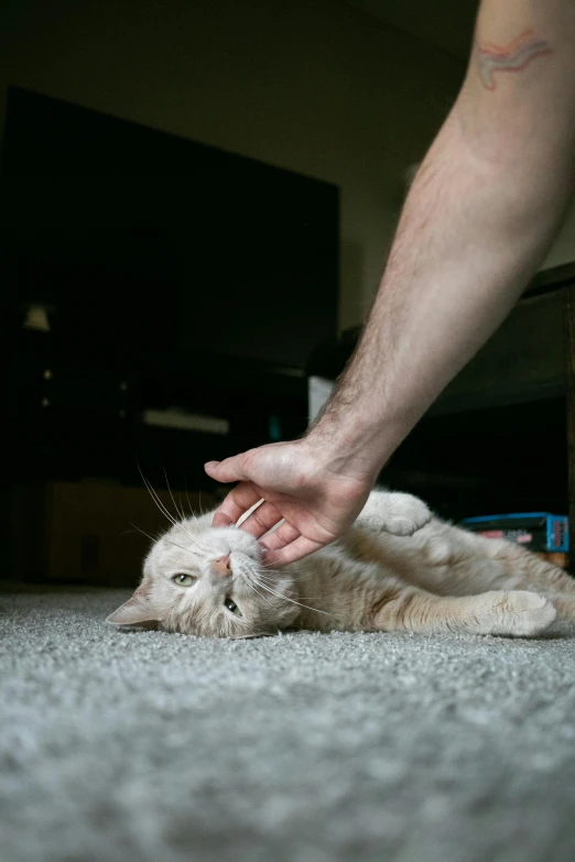 a person petting an orange cat on the carpet