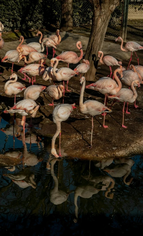 a flock of flamingos standing next to water