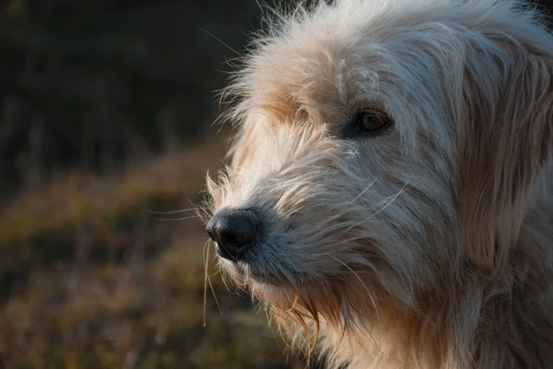 the face and shoulders of a gy dog