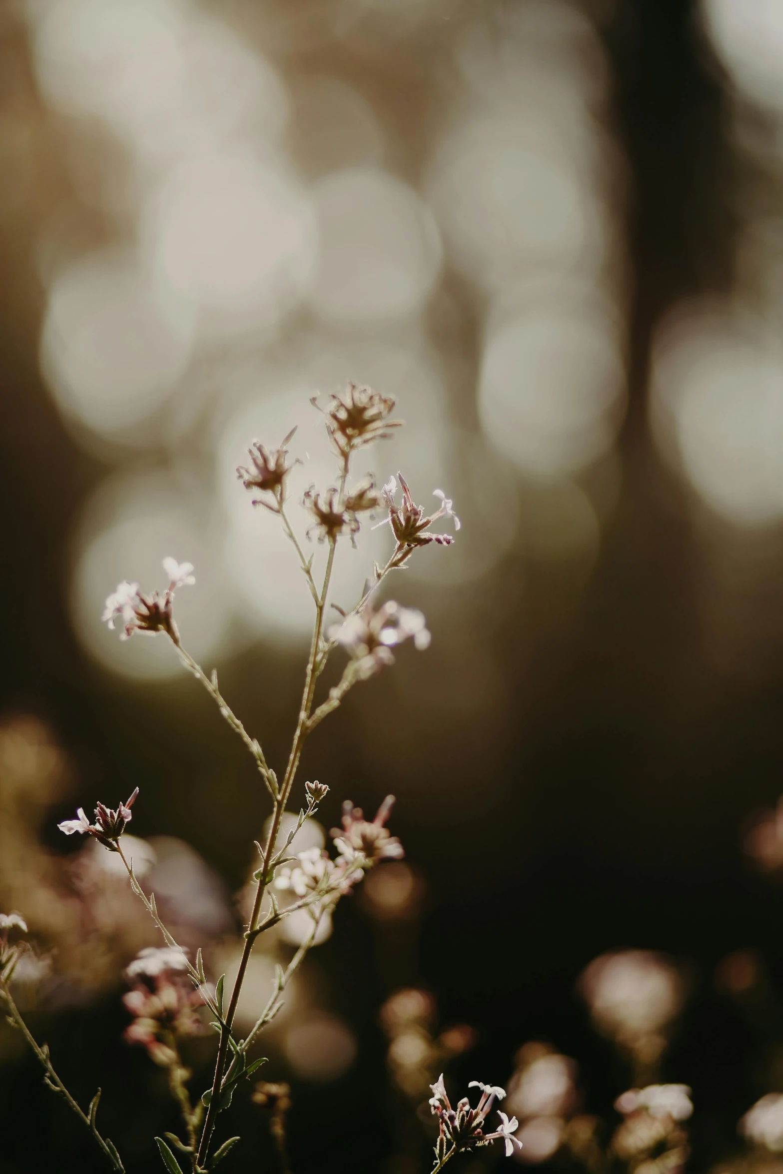 flower heads are seen in front of trees